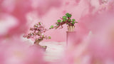 Rolife 3D Holzpuzzle Sakura Bonsai TG415 – Video 1