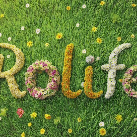 Rolife DIY Miniaturhaus Waldhäuschen – Fluffy Grove DG184 – Video 1