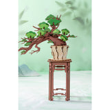 Bonsai Geschenk für Erwachsene: Rolife Sakura Bonsai aus Holz